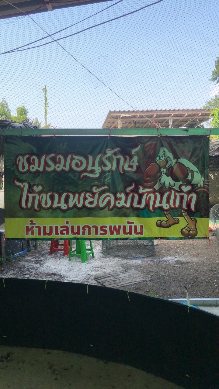 🐅สนามชนไก่ พยัคฆ์บ้านเก่า จันทบุรี 🐅