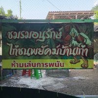 🐅สนามชนไก่ พยัคฆ์บ้านเก่า จันทบุรี 🐅