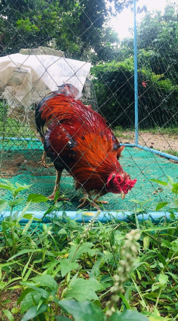 เพื่อนไก่ใต้ (ห้ามซื้อขาย)