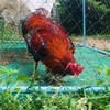 เพื่อนไก่ใต้ (ห้ามซื้อขาย)