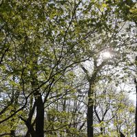 ZAOトトロの森音楽カラオケ部屋へようこそ🎵
