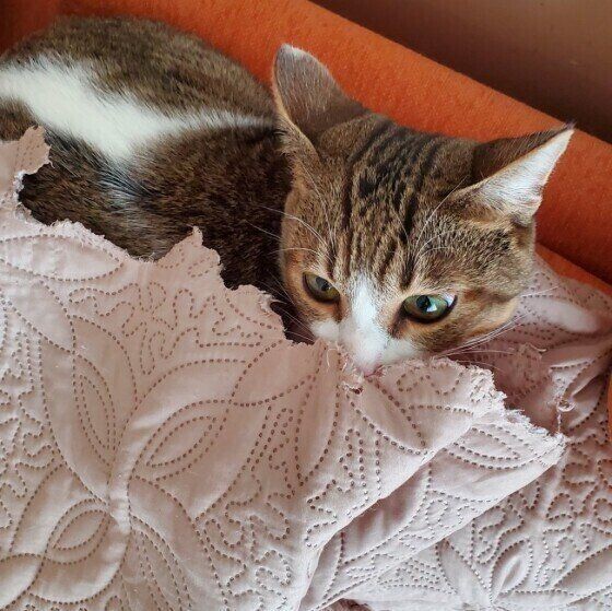 猫の ウールサッキング ってなに 恐ろしいトラブル事例