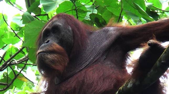 Ini Alasan Otak Manusia Lebih Besar dari Orangutan dan Monyet?