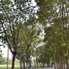 หาเพื่อนวิ่ง สวนรถไฟ สวนจตุจักร สวนสมเด็จ
