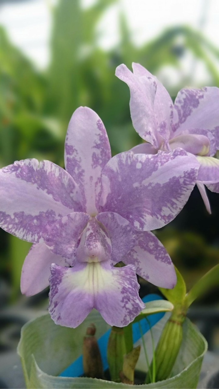 博雅蘭花園