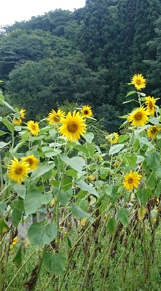 OpenChat 何者にもなれなかった君