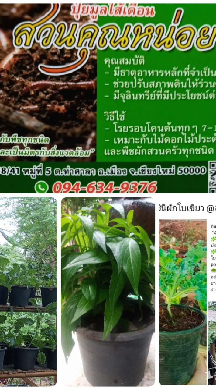 สวนคุณหน่อย (เชียงใหม่)