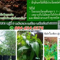 สวนคุณหน่อย (เชียงใหม่)
