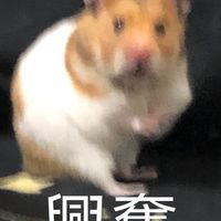 一代小鼠