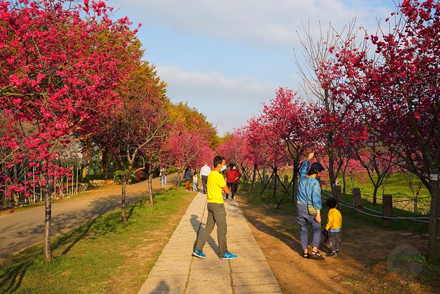 崴立機電櫻花公園