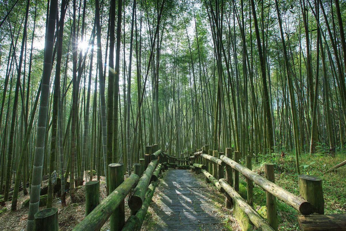 嘉義最消暑玩法！２大瀑布祕境＋10條森林步道：阿里山五星級步道、嵐山竹林