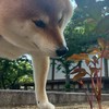 でか柴犬よもぎ🐕のコミュニティチャット