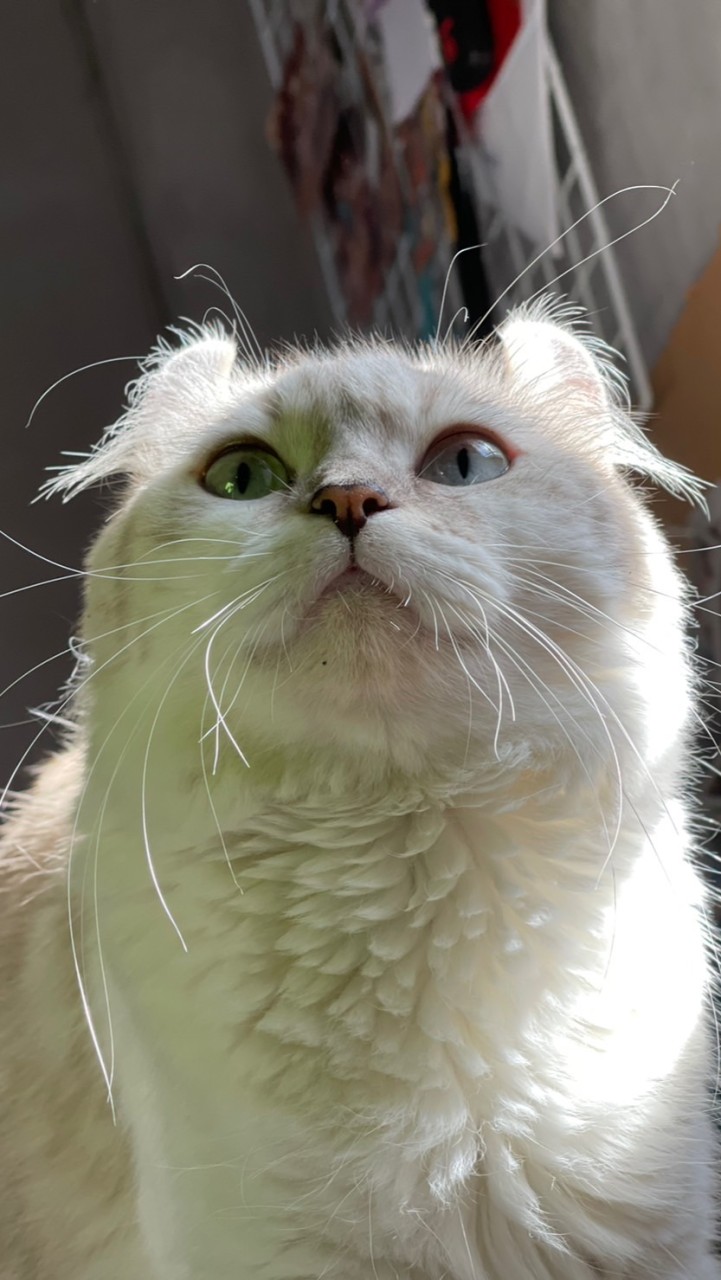 MVCATTERY