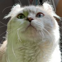 MVCATTERY