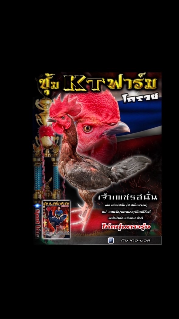 KT ฟาร์มไก่ชนโคราช