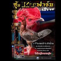 KT ฟาร์มไก่ชนโคราช