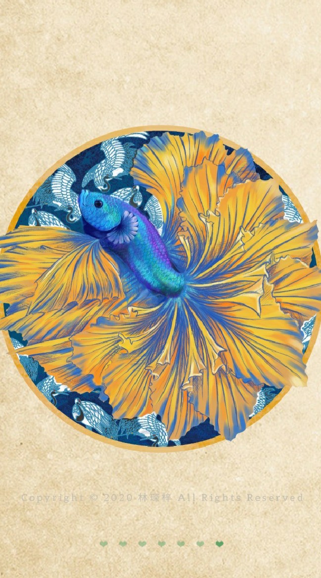 MR.BETTA 鬥魚先生 - 展示級鬥魚 | 展鬥 | 原鬥 | 雷龍 | 其他魚種| BETTA