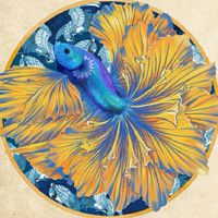 MR.BETTA 鬥魚先生 - 展示級鬥魚 | 展鬥 | 原鬥 | 雷龍 | 其他魚種| BETTA