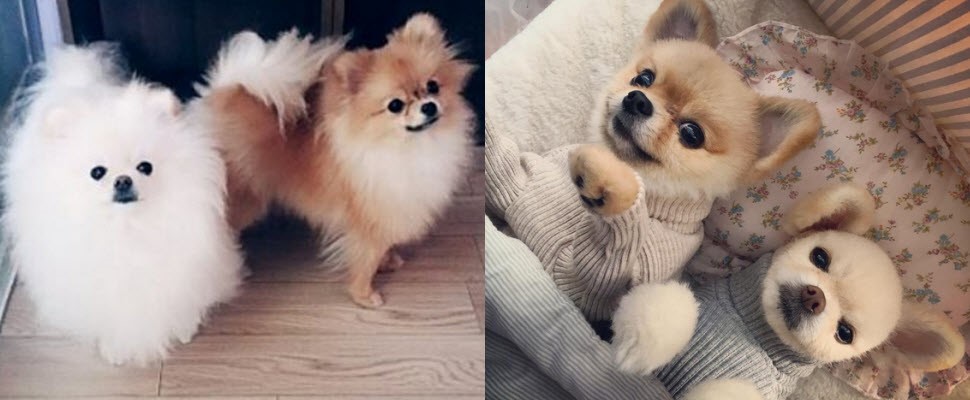 博美犬一秒變小玩偶，誰的心能不被融化呢？!