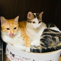 愛貓貓團購