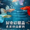 台灣孔雀魚標會｜Taiwan Guppy Auction Society