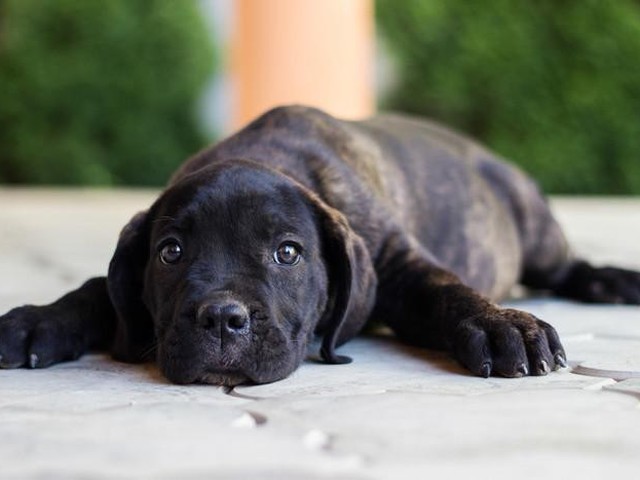 獣医師監修 犬はどうして震えるの その原因と対処法 いぬのきもちnews