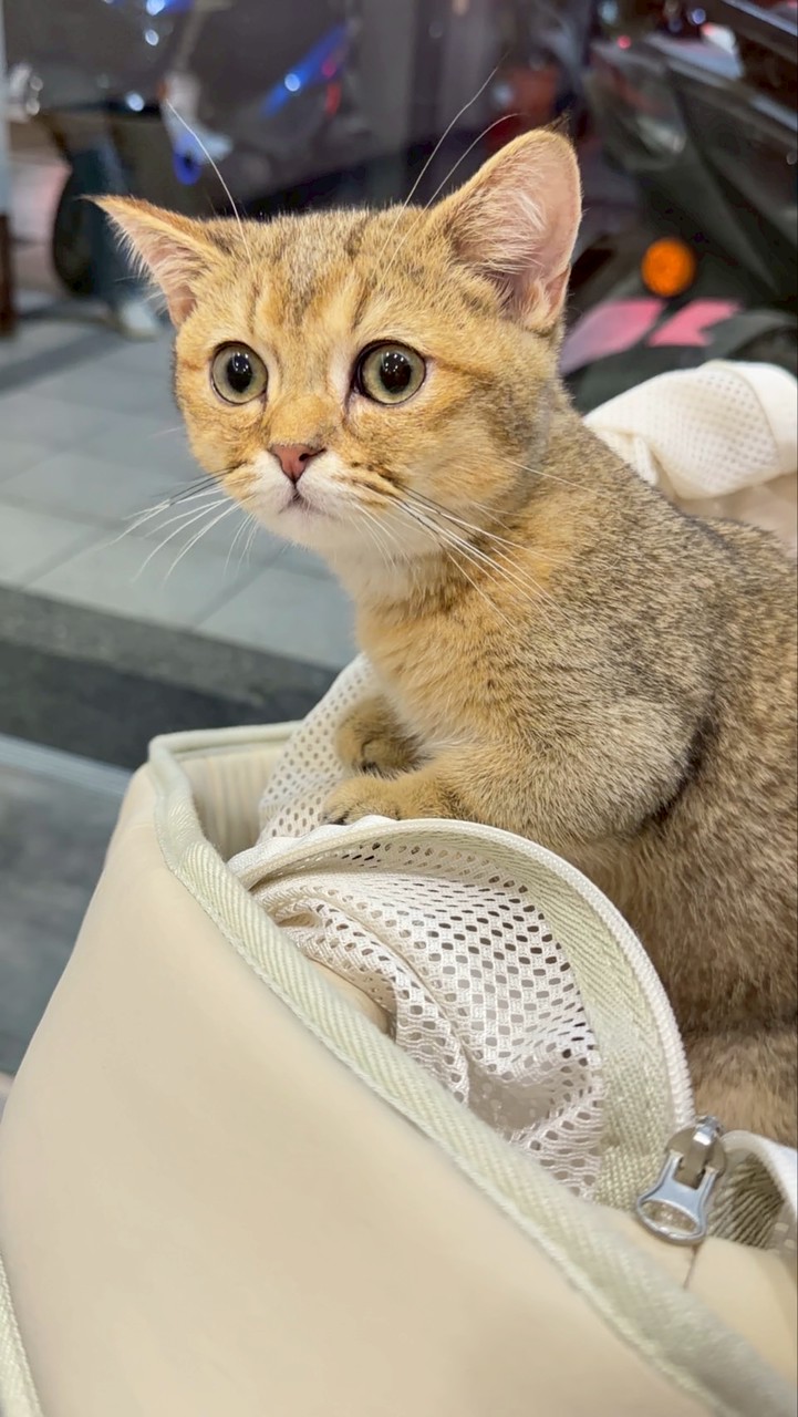 Luma日韓代購🇯🇵🇰🇷