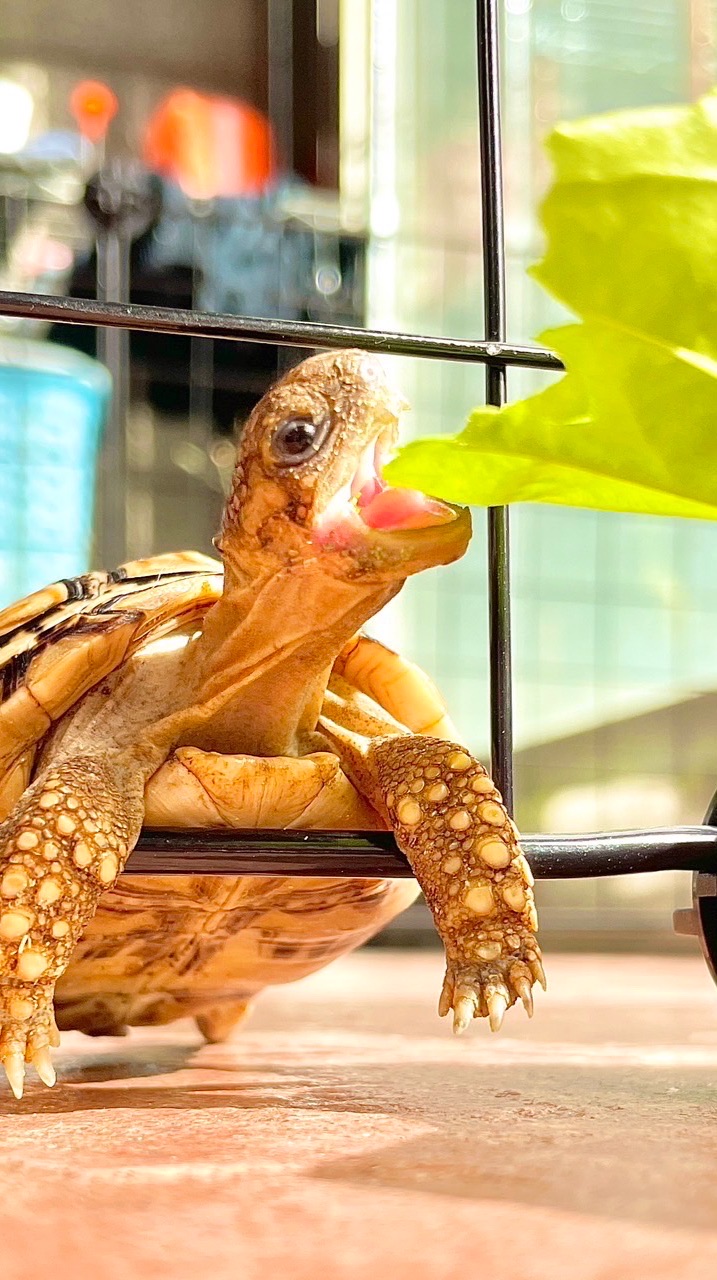 陸龜一家親🐢