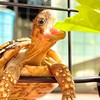 陸龜一家親🐢