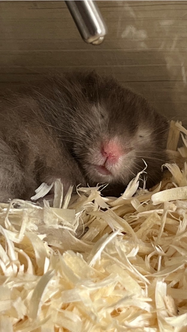 ‪🐹ハムスターだいすきの会‪🐹