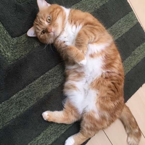 猫が くねくね するのは信頼のサイン かわいい画像も