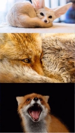 小狐狸