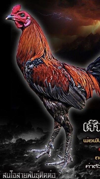 ซุ้มไก่ (ส.จิรทีปต์) ซื้อขายไก่คัดผ่าน ไก่ชนะบ่อนป่าสวยๆ