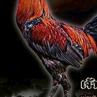 ซุ้มไก่ (ส.จิรทีปต์) ซื้อขายไก่คัดผ่าน ไก่ชนะบ่อนป่าสวยๆ