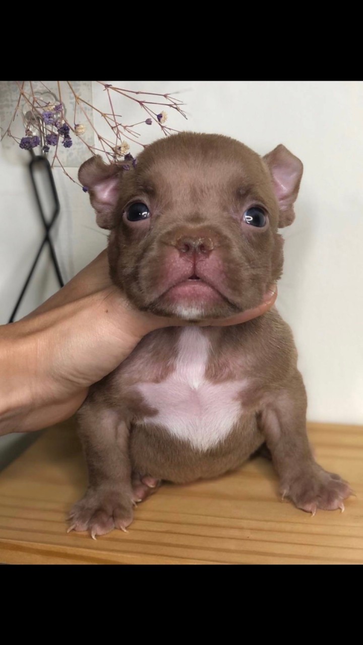 哮天萌犬（綜合幼犬區）