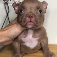 哮天萌犬（綜合幼犬區）