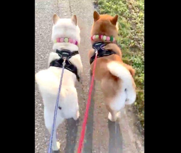 おしりをフリフリして歩く柴犬夫婦 国宝級の柴尻 と反響