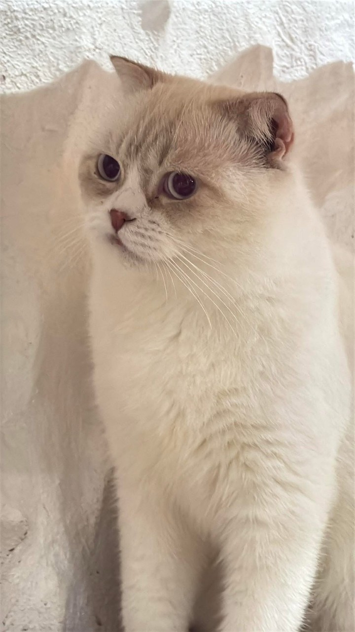 ด้อมแมวCatfandom X นักศึกษา