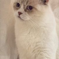 ด้อมแมวCatfandom X นักศึกษา