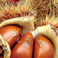🌰羊羮の舘