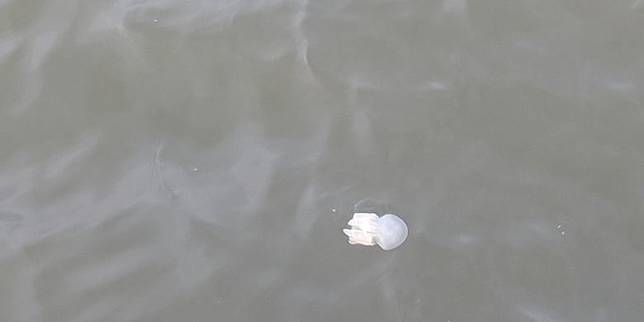 Ubur Ubur Muncul Di Pantai Ancol Wisatawan Tetap Bermain Di