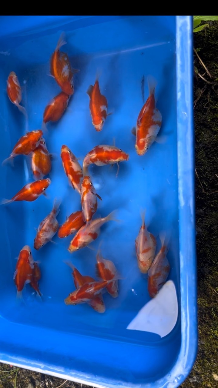 班長養鯉園