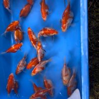 舞弄養魚園