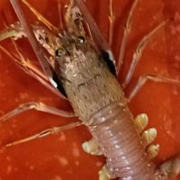 阿樺活體~現撈魚貨~海鮮~肉品~調理類~火鍋類~點心~水果~日常生活用品百貨~