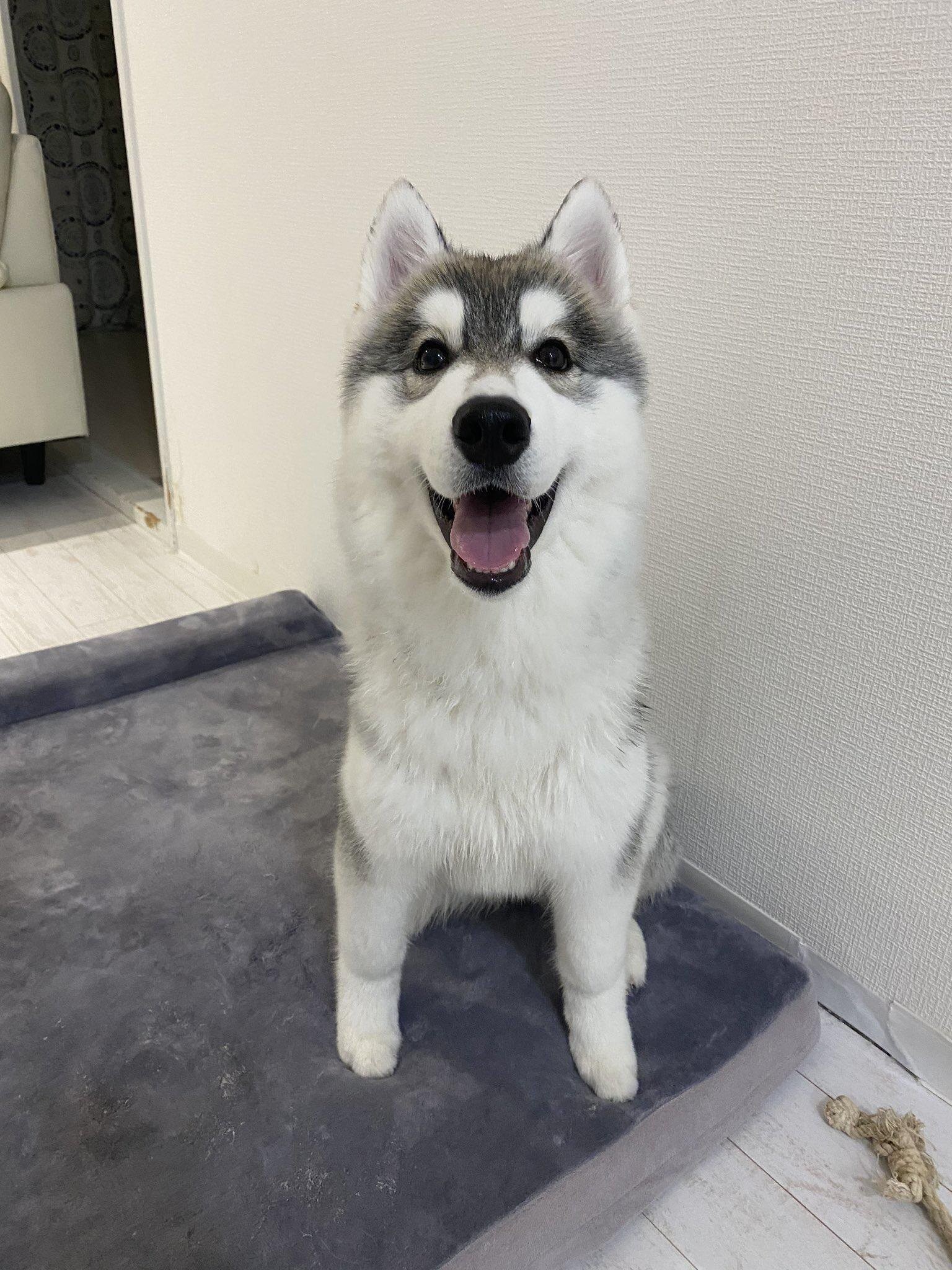 ダンディーすぎる と25万いいねのイケメンわんこ シベリアンハスキー ガウナちゃんは甘えん坊