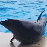 イルカ大好き❤️