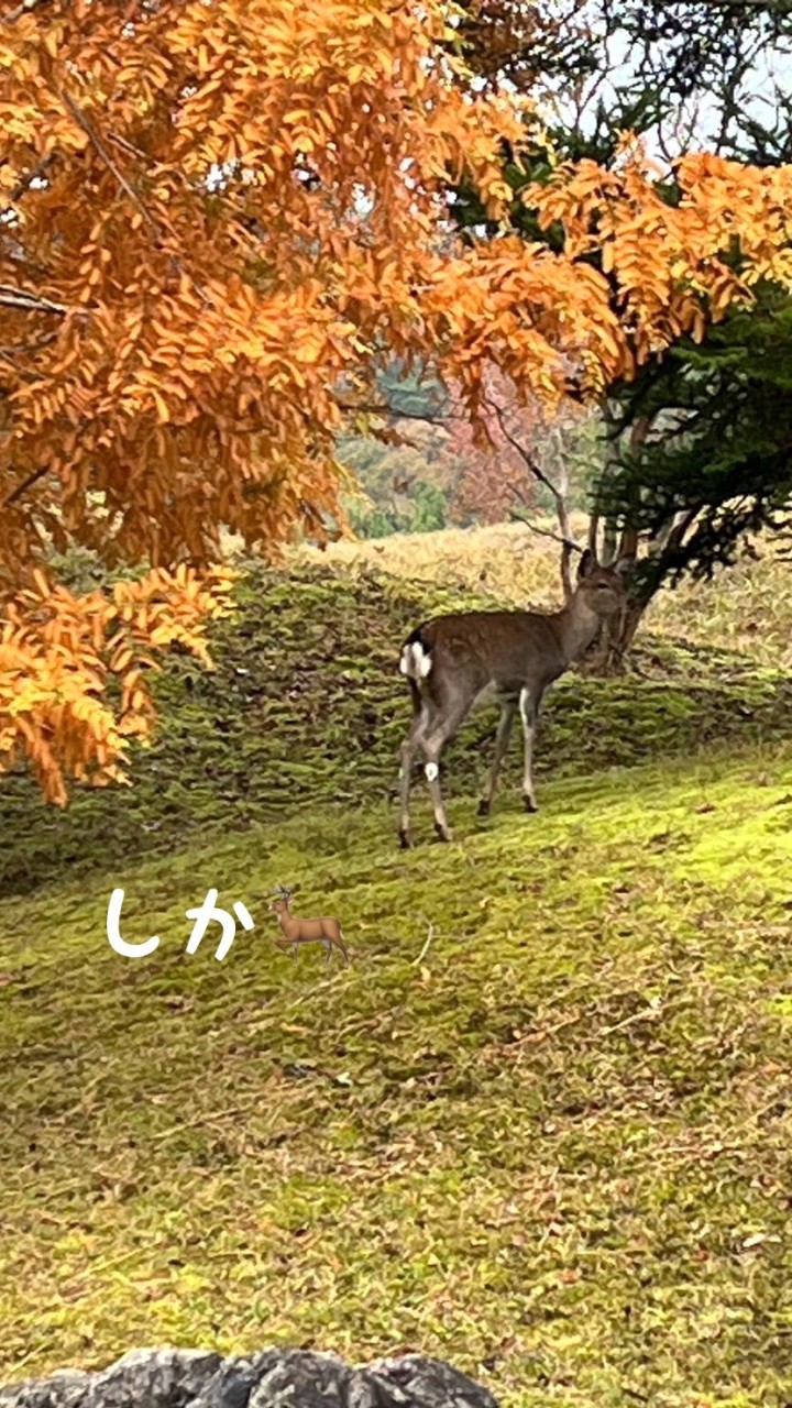 シカGOLF