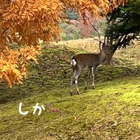 シカGOLF