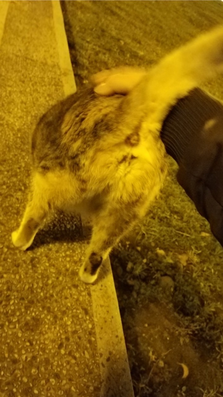 四葉幸運草