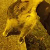 四葉幸運草